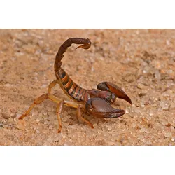 Fototapete PAPERMOON "Aggressiver Skorpion", bunt, B:4,0m L:2,6m, Vlies, Tapeten