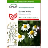 SAFLAX - - Echte Kamille - Mit Topfsubstrat für eine bessere Kultivierung - Matricaria chamomilla