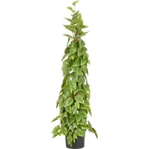 Creativ green Kunstbaum CREATIV GREEN "Philodendron scandens", grün, H:125cm, Obermaterial: 100% Kunststoff, Kunstpflanzen, in Pyramidenform