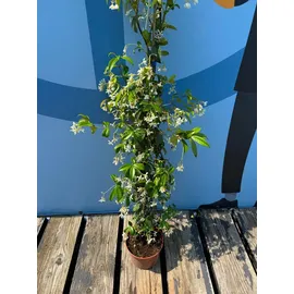sunny-tree Jasmin - Toskanischen Jasmin - Trachelospermum Jasminoides 160 cm A+ ware (6pcs)