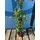 sunny-tree Jasmin - Toskanischen Jasmin - Trachelospermum Jasminoides 160 cm A+ ware (6pcs)