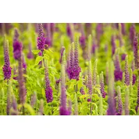 Pflanzen Für Dich Teucrium x lucidrys, veg. C2 20-