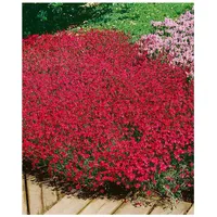 Pflanzen Für Dich Dianthus deltoides 'Brillant', Heidenelke, leuchtend rot,