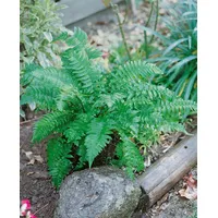 Pflanzen Für Dich Dryopteris atrata, Farn, ca. 9x9 cm