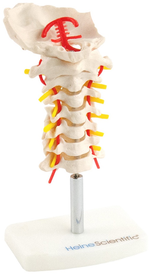 Anatomisches Halswirbelsäulen-Modell HWS-Modell HeineScientific