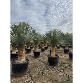 sunny-tree Sunny Tree - Yucca Rostrata - Palme - Stammhöhe 60/70 cm - cm - Winterhart- Palmlilie