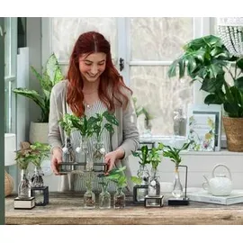 Dehner Waterplant-Set Grünpflanzen in Glasflaschen, 2-teilig,