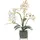 Homescapes - Künstliche Weiße Phalaenopsis-orchidee im Glas-Topf, 42 cm
