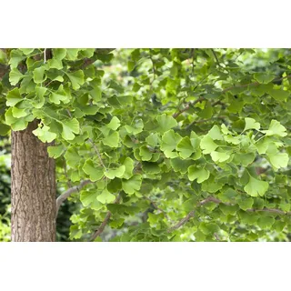 pflanzen-für-dich.de Ginkgo biloba Fächerblattbaum, 60–80 cm