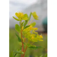 Pflanzen Für Dich Euphorbia palustris ca. 9x9 cm Topf