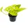 EXOTENHERZ gelb-grüne Efeutute - Epipremnum Golden Pothos - Scindapsus - 12cm Topf - Zimmerpflanze
