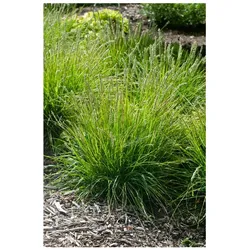 Sesleria autumnalis, Herbst-Kopfgras, ca. 9x9 cm Topf, ziergras
