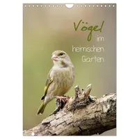 Calvendo Vögel im heimischen Garten (Wandkalender 2026 DIN A4