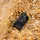 Ulefone RugKing 2 Pro 128 GB Black