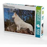 Calvendo Ein Motiv aus dem Kalender Weißer Schweizer Schäferhund