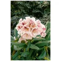 Pflanzen Für Dich Rhododendron Hybr. 'Prinses Maxima', rosa Blüten,