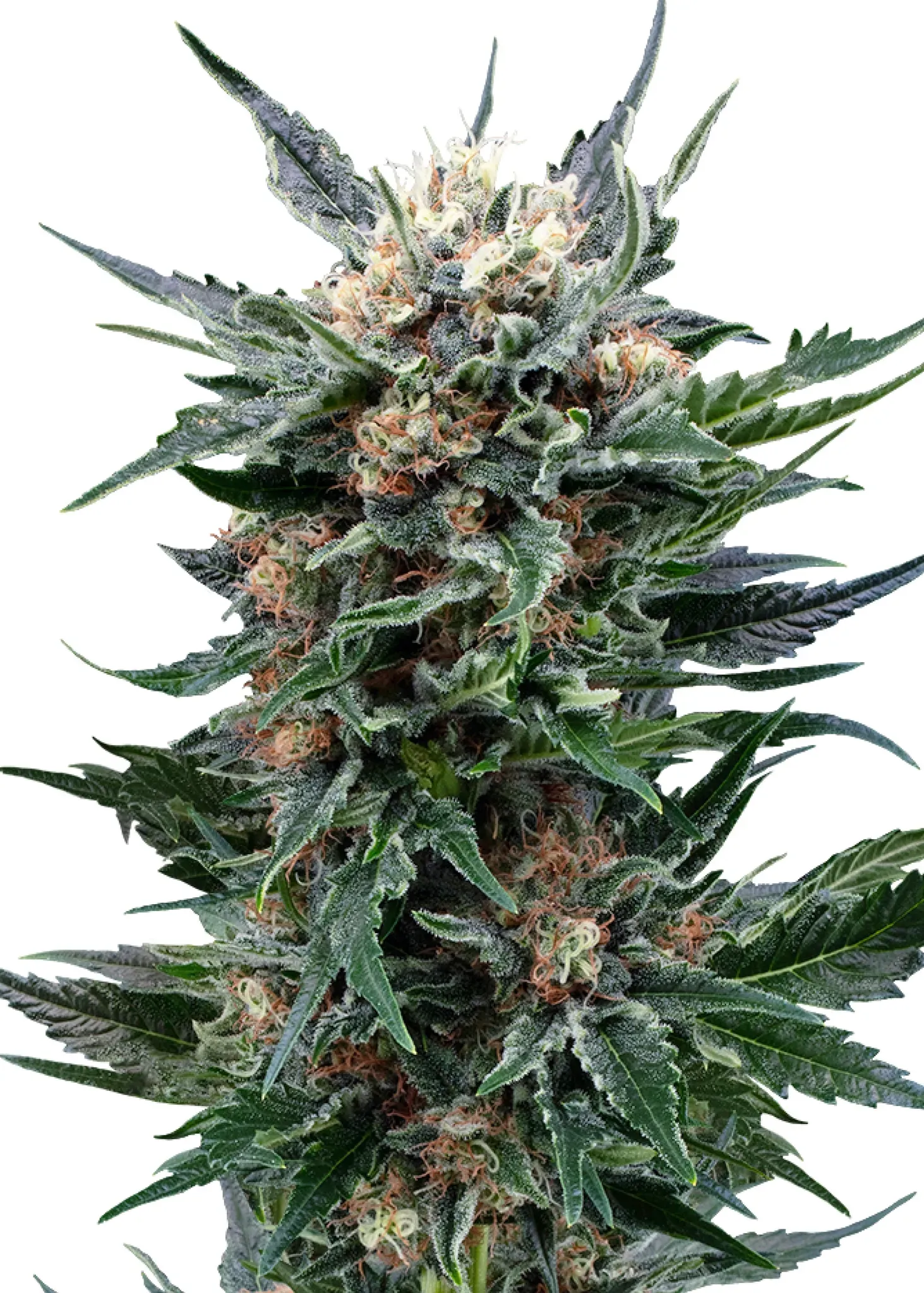 Royal Queen Seeds Royal Gorilla 1 Samen