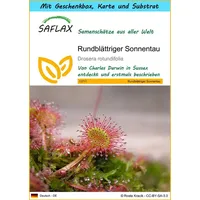 SAFLAX - Geschenkset - Rundblättriger Sonnentau - 50 Samen