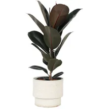 Plant in a Box - Ficus Elastica Abidjan Höhe 75-100cm - Topf 24cm