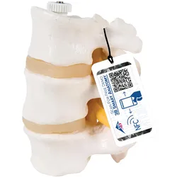 3 Lendenwirbel Modelle, elastisch montiert - 3B Smart Anatomy