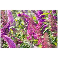 Pflanzen Für Dich Buddleja davidii 'Royal Red', Schmetterlingsflieder, rot,