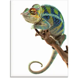 Artland Glasbild »Ambanja Panther Chamäleon«, Reptilien, (1 St.), in verschiedenen Größen Artland Farbe Bild(er): weiß