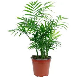 Bergpalme Chamaedorea – Tropische Zimmerpflanze, pflegeleicht, 30 cm hoch, Topf-Ø 12 cm