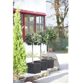 geli Kubus 30 x 30 x 26 cm anthrazit