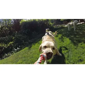 GoPro Fetch