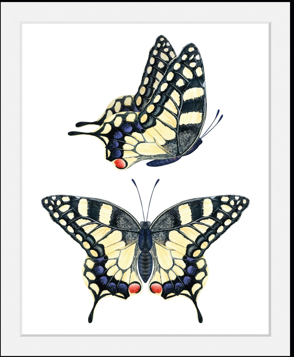 queence Bild »Emily«, Schmetterlinge, (1 St.) queence natur