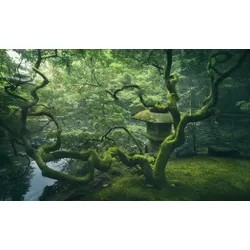 Fototapete PAPERMOON "Photo-Art JAVIER DE LA, JAPANISCHER BAUM", bunt, B:3,50m L:2,60m, Vlies, Tapeten