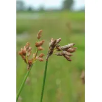 Pflanzen Für Dich Scirpus lacustris, Teichbinse, ca. 9x9 cm