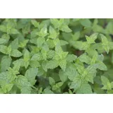 Pflanzen Für Dich Mentha x piperita Pfefferminze Ca. 9x9 cm Topf