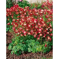 Pflanzen Für Dich Aquilegia caerulea 'Crimson Star' Akelei, ca.