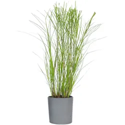 Plant in a Box Chinaschilf Gracillimus - Miscanthus Höhe 40-60cm