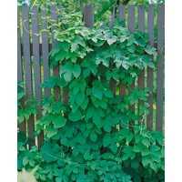 Pflanzen Für Dich Humulus lupulus 'Pure', Hopfen, 40–60 cm