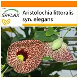 Saflax - Garden in the Bag - Holländerpfeife - 80 Samen - Mit Anzuchtsubstrat im praktischen, selbst aufstellenden Beutel - Aristolochia littoralis