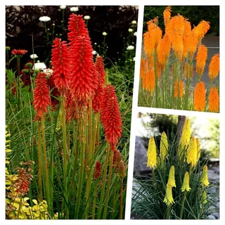 Stauden Gänge 3 x Kniphofia Kollektion (Winterhart/Staude/Dauerblüher/Bienenferundlich/Mehrjährig) Fackellilie - Hingucker der den ganzen Sommer über bis tief in den Herbst hinein blüht