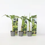 Plant in a Box - Bananenpflanze - 6 Stk - Musa basjoo - Höhe 25-40cm - Topf 9cm