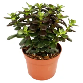 EXOTENHERZ Crassula portulacea minor - Pfennigbaum - große Pflanze im 12cm