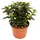 EXOTENHERZ Crassula portulacea minor - Pfennigbaum - große Pflanze im 12cm