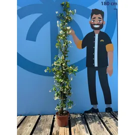 sunny tree Jasmin - Toskanischen Jasmin - Trachelospermum Jasminoides 160 cm A+ ware (4pcs)