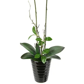 I.GE.A. Kunstblume I.GE.A. "Orchidee", orange, B:26cm H:58cm L:18cm, Kunstpflanzen, Im Topf Phalaenopsis Orchidee Phalaenopsis mit Übertopf Hochzeit