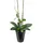 I.GE.A. Kunstblume I.GE.A. "Orchidee", orange, B:26cm H:58cm L:18cm, Kunstpflanzen, Im Topf Phalaenopsis Orchidee Phalaenopsis mit Übertopf Hochzeit