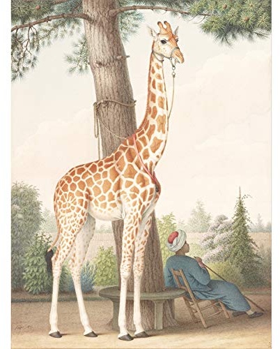 Fine Art Prints Nicolas Huet Giraffe Given To Charles X von Vizekönig von Ägypten, ungerahmt, Wandkunstdruck, Poster, Heimdekoration, Premium