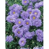 Pflanzen Für Dich Aster novi-belgii 'Schöne von Dietlikon', ca.