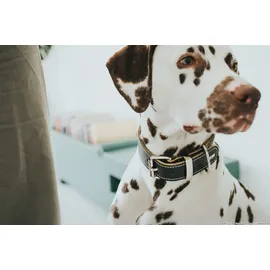 Hunter Halsband Aalborg Special Hundehalsband, Leder, strapazierfähig, komfortabel, 70 schwarz