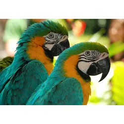 Fototapete PAPERMOON "Macaw Love Birds", bunt (mehrfarbig), B:3,5m L:2,6m, Vlies, Tapeten