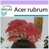 Saflax - Bonsai - Rotahorn - 20 Samen - Acer rubrum