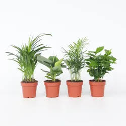 Plant in a Box - Trendig Grüne Zimmerpflanzen - 4 Stk - Höhe 25-40cm - Topf 12cm